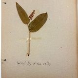 Frances Billings' Very Sweet Seventh Grade Herbarium, c. 1910s-20s
