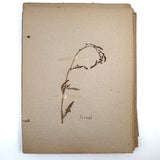 Frances Billings' Very Sweet Seventh Grade Herbarium, c. 1910s-20s