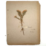Frances Billings' Very Sweet Seventh Grade Herbarium, c. 1910s-20s