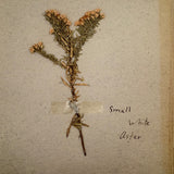 Frances Billings' Very Sweet Seventh Grade Herbarium, c. 1910s-20s