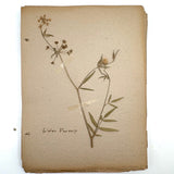 Frances Billings' Very Sweet Seventh Grade Herbarium, c. 1910s-20s