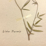 Frances Billings' Very Sweet Seventh Grade Herbarium, c. 1910s-20s