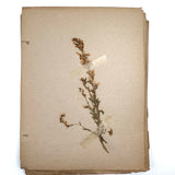 Frances Billings' Very Sweet Seventh Grade Herbarium, c. 1910s-20s