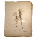 Frances Billings' Very Sweet Seventh Grade Herbarium, c. 1910s-20s