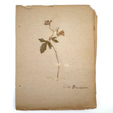 Frances Billings' Very Sweet Seventh Grade Herbarium, c. 1910s-20s