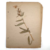 Frances Billings' Very Sweet Seventh Grade Herbarium, c. 1910s-20s