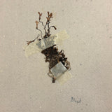 Frances Billings' Very Sweet Seventh Grade Herbarium, c. 1910s-20s