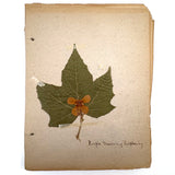 Frances Billings' Very Sweet Seventh Grade Herbarium, c. 1910s-20s
