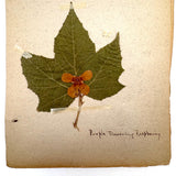 Frances Billings' Very Sweet Seventh Grade Herbarium, c. 1910s-20s
