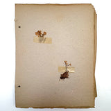 Frances Billings' Very Sweet Seventh Grade Herbarium, c. 1910s-20s