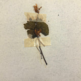 Frances Billings' Very Sweet Seventh Grade Herbarium, c. 1910s-20s