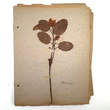 Frances Billings' Very Sweet Seventh Grade Herbarium, c. 1910s-20s