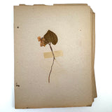 Frances Billings' Very Sweet Seventh Grade Herbarium, c. 1910s-20s