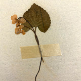 Frances Billings' Very Sweet Seventh Grade Herbarium, c. 1910s-20s