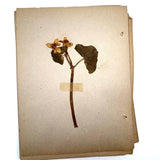 Frances Billings' Very Sweet Seventh Grade Herbarium, c. 1910s-20s