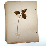 Frances Billings' Very Sweet Seventh Grade Herbarium, c. 1910s-20s
