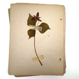 Frances Billings' Very Sweet Seventh Grade Herbarium, c. 1910s-20s