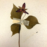 Frances Billings' Very Sweet Seventh Grade Herbarium, c. 1910s-20s
