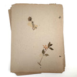 Frances Billings' Very Sweet Seventh Grade Herbarium, c. 1910s-20s