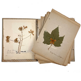 Frances Billings' Very Sweet Seventh Grade Herbarium, c. 1910s-20s