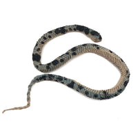 Amazing Japanese Mingei Folded Paper Snake with Glass Bead Eyes