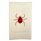 Autumnal Acarus (Harvest Bug), 1790 Hand-colored Shaw & Nodder Copperplate Engraving