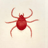 Autumnal Acarus (Harvest Bug), 1790 Hand-colored Shaw & Nodder Copperplate Engraving
