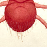 Autumnal Acarus (Harvest Bug), 1790 Hand-colored Shaw & Nodder Copperplate Engraving