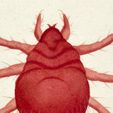 Autumnal Acarus (Harvest Bug), 1790 Hand-colored Shaw & Nodder Copperplate Engraving