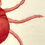 Autumnal Acarus (Harvest Bug), 1790 Hand-colored Shaw & Nodder Copperplate Engraving
