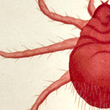 Autumnal Acarus (Harvest Bug), 1790 Hand-colored Shaw & Nodder Copperplate Engraving