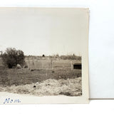 "Mom" Feeding Chickens, Most Endearing Annotated c. 1940s Velox Snapshot