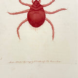 Autumnal Acarus (Harvest Bug), 1790 Hand-colored Shaw & Nodder Copperplate Engraving