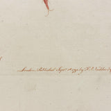Autumnal Acarus (Harvest Bug), 1790 Hand-colored Shaw & Nodder Copperplate Engraving