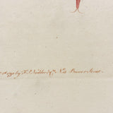 Autumnal Acarus (Harvest Bug), 1790 Hand-colored Shaw & Nodder Copperplate Engraving