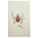 Lepidopterine Mite, Surrealesque 1790 Shaw and Nodder Hand-colored Copper Engraving