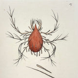 Lepidopterine Mite, Surrealesque 1790 Shaw and Nodder Hand-colored Copper Engraving
