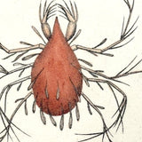 Lepidopterine Mite, Surrealesque 1790 Shaw and Nodder Hand-colored Copper Engraving