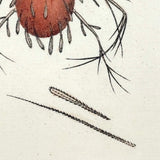 Lepidopterine Mite, Surrealesque 1790 Shaw and Nodder Hand-colored Copper Engraving