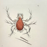Lepidopterine Mite, Surrealesque 1790 Shaw and Nodder Hand-colored Copper Engraving