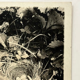 Nest of Speckled Eggs with Strawberries and Clover, Early 20th Century Trimmed RPPC