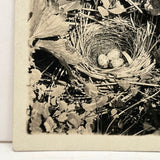 Nest of Speckled Eggs with Strawberries and Clover, Early 20th Century Trimmed RPPC