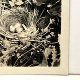 Nest of Speckled Eggs with Strawberries and Clover, Early 20th Century Trimmed RPPC