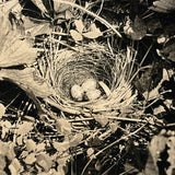 Nest of Speckled Eggs with Strawberries and Clover, Early 20th Century Trimmed RPPC