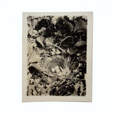 Nest of Speckled Eggs with Strawberries and Clover, Early 20th Century Trimmed RPPC