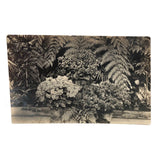 Orchids and Other Hothouse Plants, Lovely Early 20th C. Real Photo Postcard