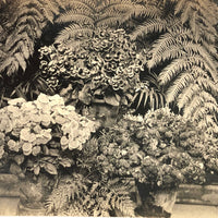 Orchids and Other Hothouse Plants, Lovely Early 20th C. Real Photo Postcard