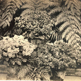 Orchids and Other Hothouse Plants, Lovely Early 20th C. Real Photo Postcard