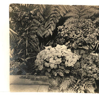 Orchids and Other Hothouse Plants, Lovely Early 20th C. Real Photo Postcard
