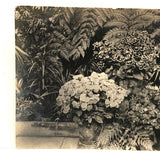 Orchids and Other Hothouse Plants, Lovely Early 20th C. Real Photo Postcard